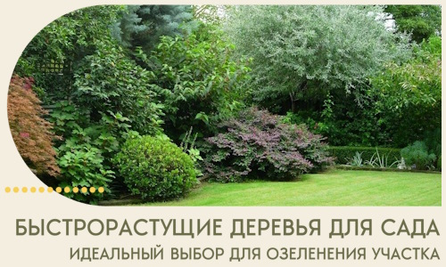 Быстрорастущие деревья для сада идеальный выбор в Климовске