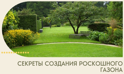Секреты создания роскошного газона в Климовске